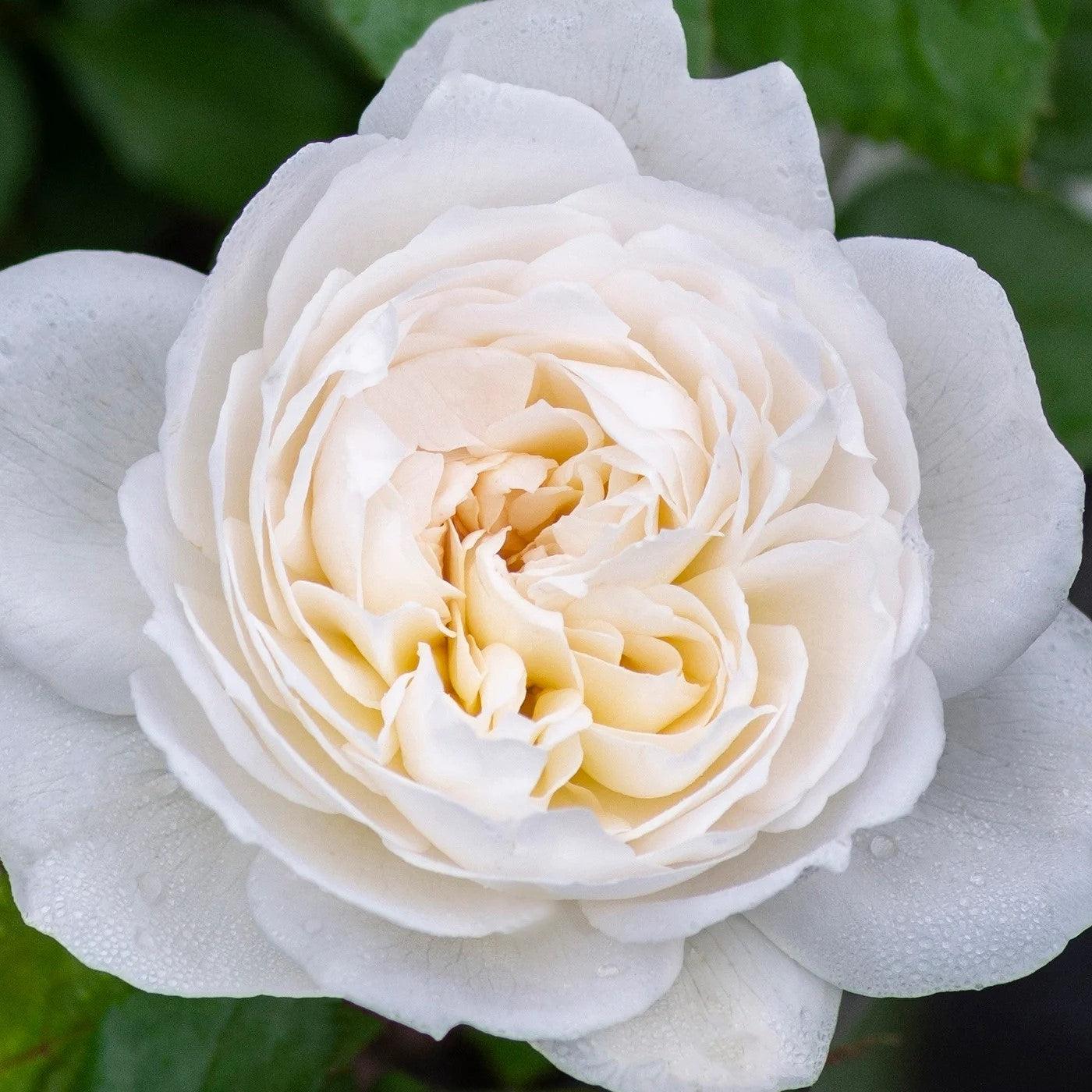 Rosa - Bloomables® Bolero™ Rose