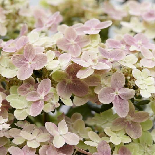 Hydrangea paniculata - Early Evolution Hydrangea