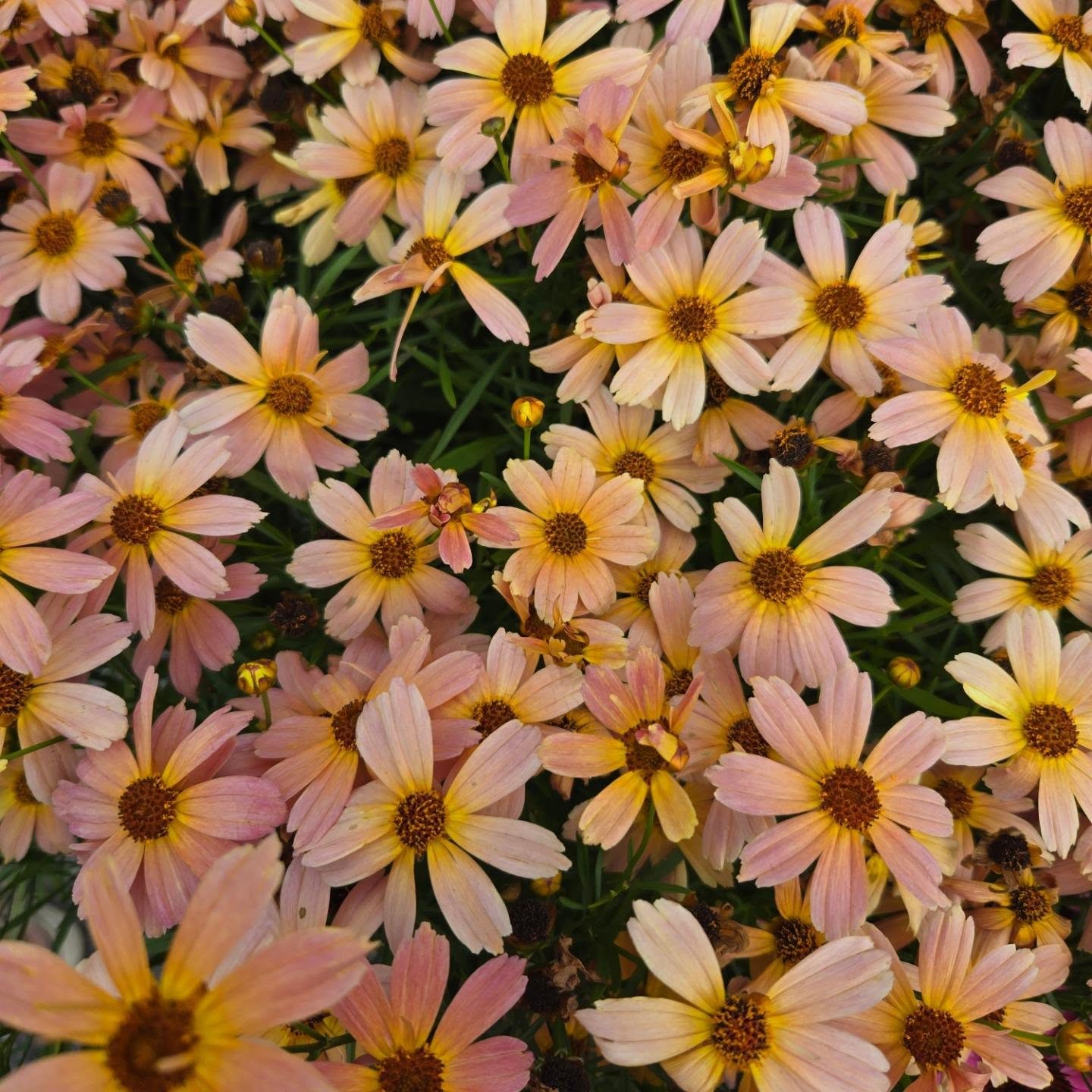 Coreopsis verticillata - Permathreads™ Shades of Rose Coreopsis
