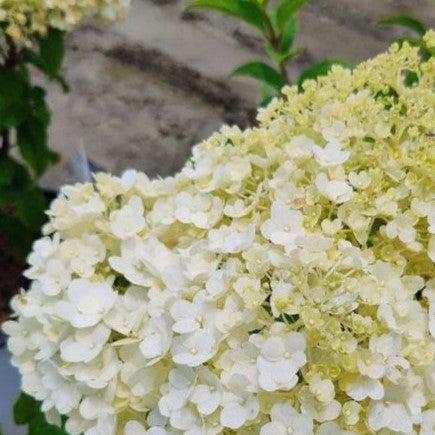 Hydrangea paniculata - Proven Winners® Color Choice® Bobo® Hydrangea