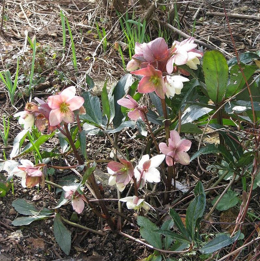 Helleborus - Ivory Prince Lenten Rose