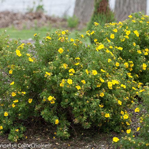 Potentilla fruticosa 'Lundy' - PW® Happy Face® Yellow Potentilla