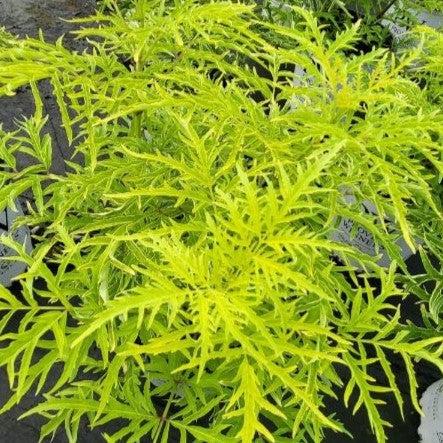 Sambucus racemosa - Lemony Lace® Elderberry