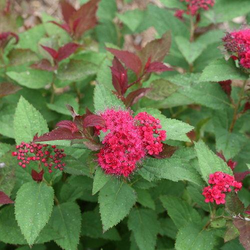 Spiraea x - Double Play® Doozie Spirea