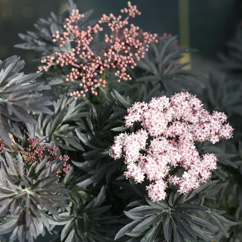 Sambucus nigra - Laced Up® Elderberry