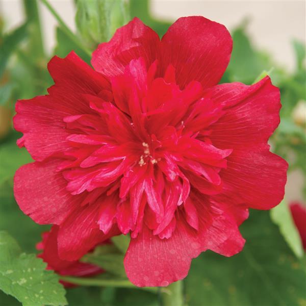 Alcea rosea - Spring Celebrities™ Carmine Rose Hollyhock