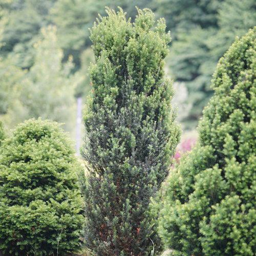 Taxus x media - Stonehenge® Yew