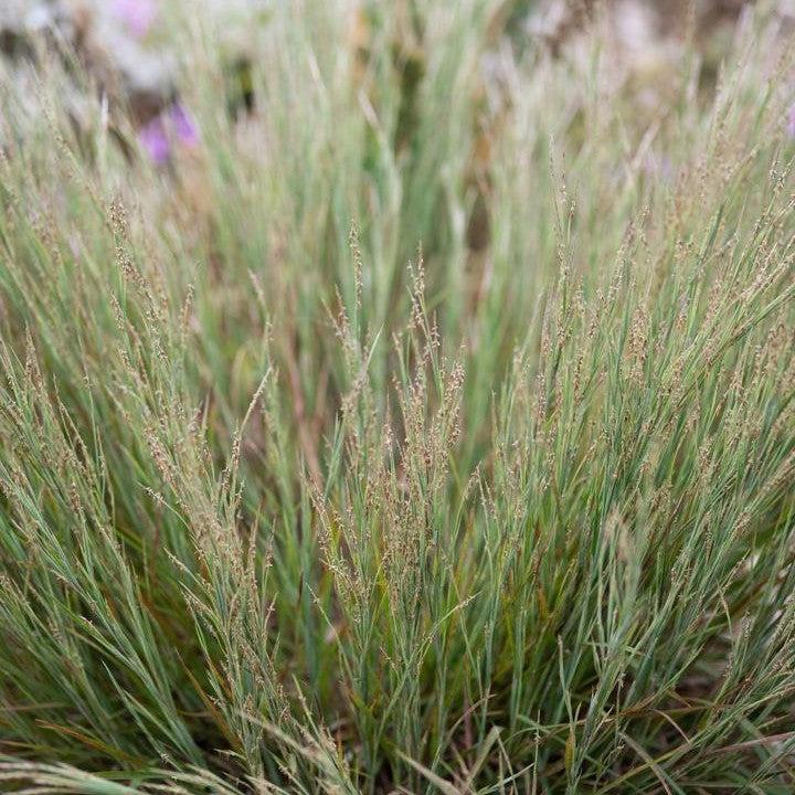 Schizachyrium littorale - Coastal Bluestem