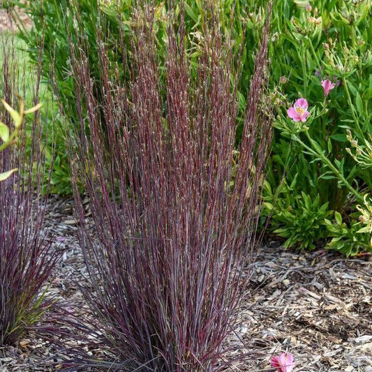 Schizachyrium scoparium - Cinnamon Sticks Little Bluestem
