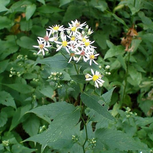 Aster divaricatus - White Wood Aster