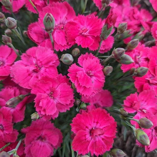 Dianthus gratianopolitanus ‘G19-159‘ - Glamour Time™ Dianthus