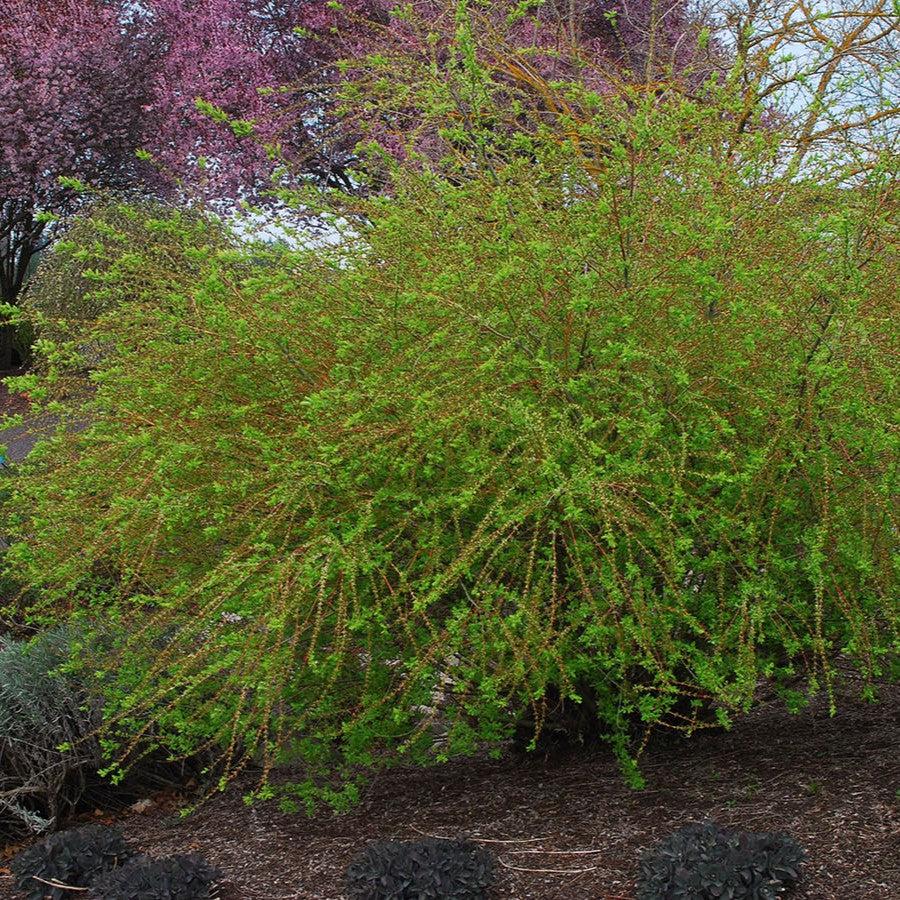 Salix integra 'Hakuro Nishiki' - Dappled Willow