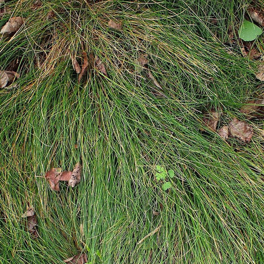 Carex eburnea - Bristle-leafed Sedge