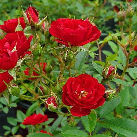 Rosa - Easy Elegance® Chi™ Rose