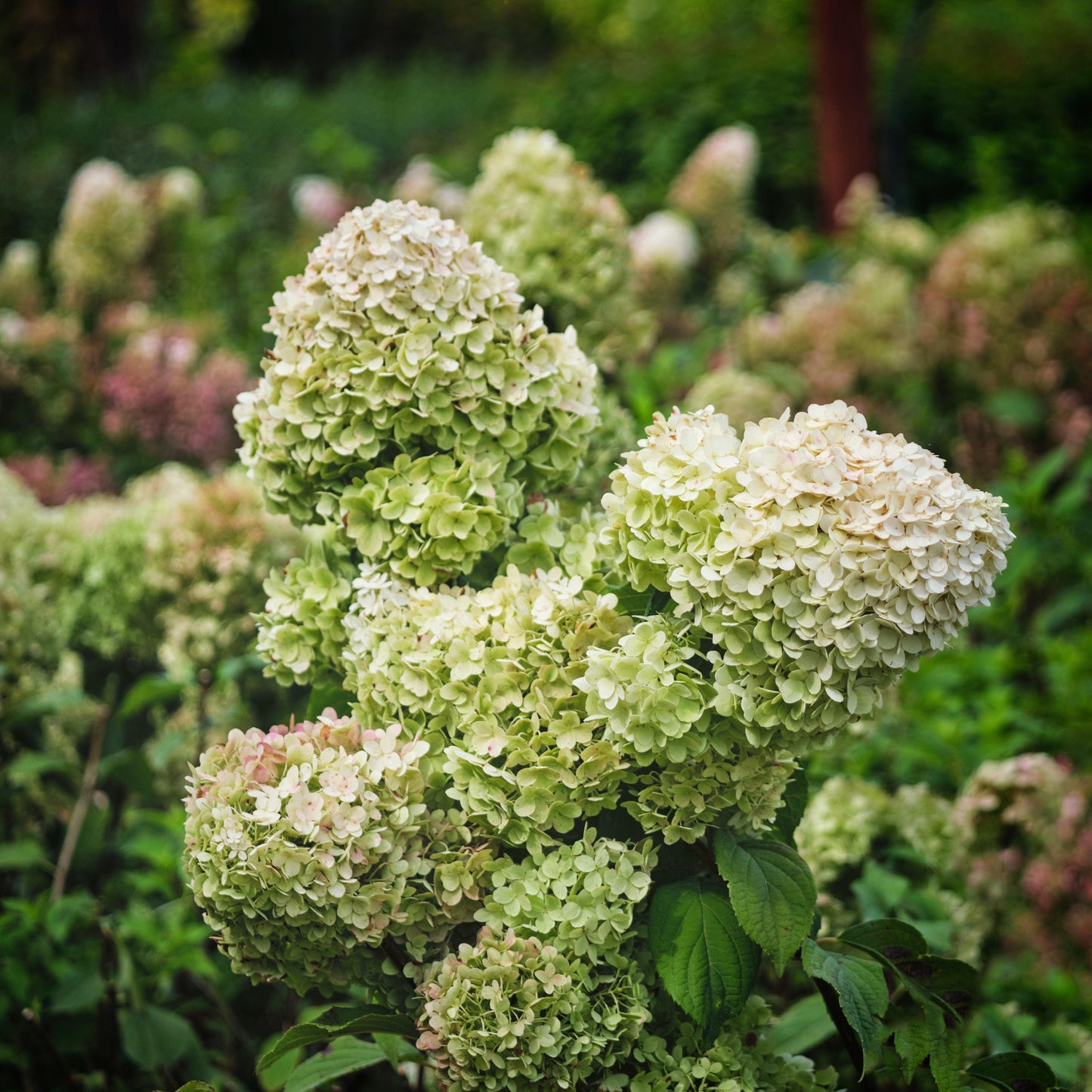 Hydrangea paniculata - Tiny Quick Fire® Hydrangea