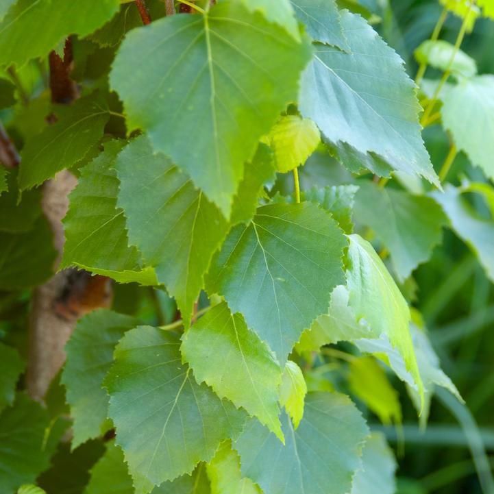 Betula platyphylla - First Editions® Parkland Pillar® Birch