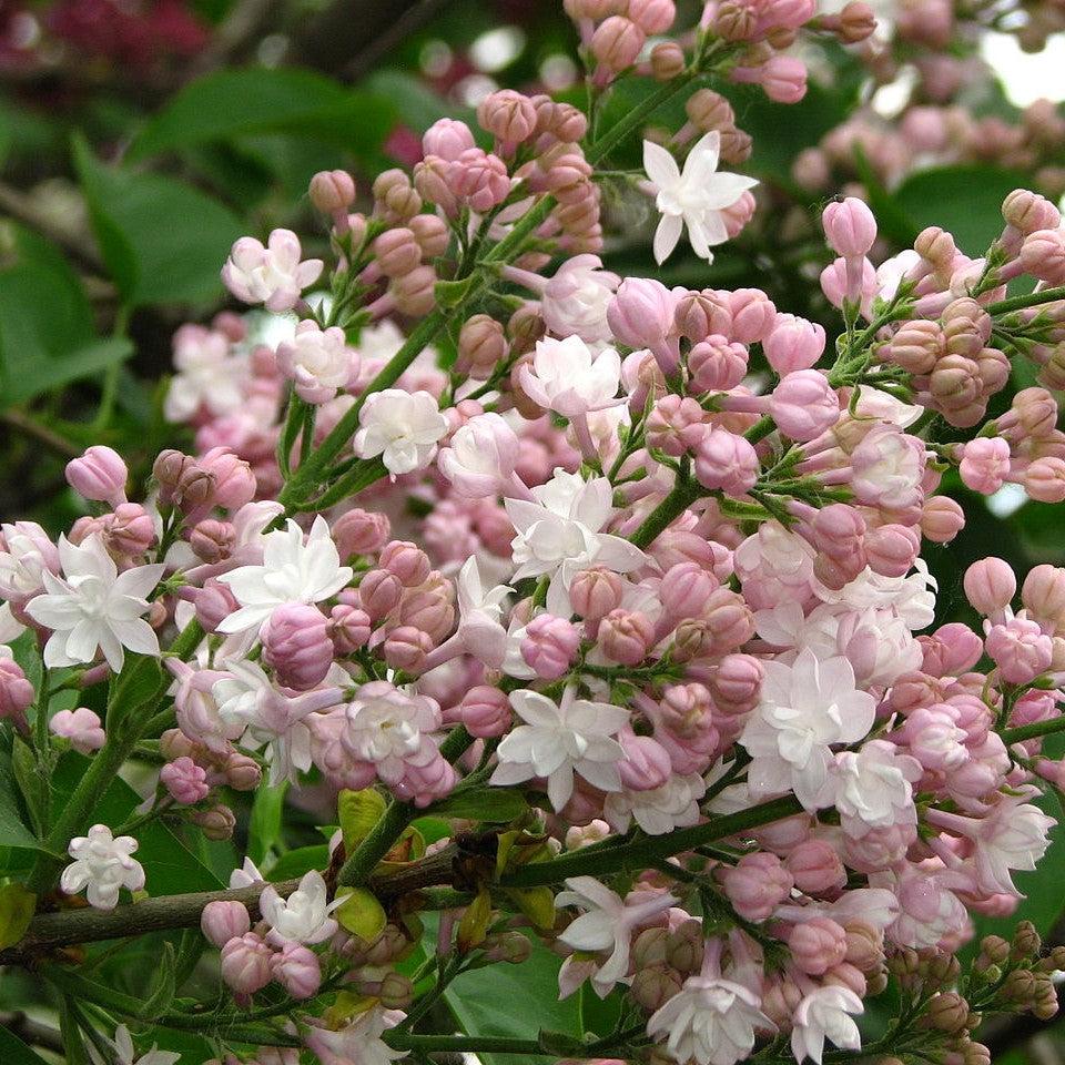 Syringa vulgaris 'Krasavitsa Moskvy' - Beauty Of Moscow Lilac