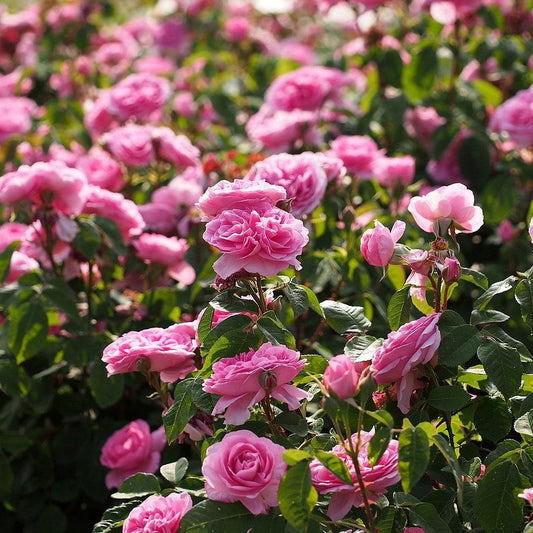 Rosa - Gertrude Jekyll® Rose