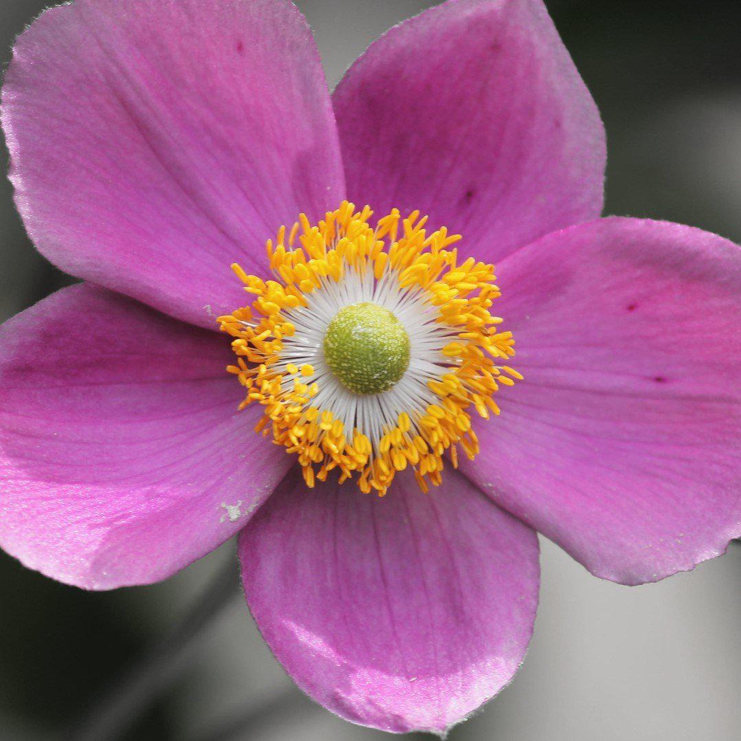 Anemone - Fantasy™ Red Riding Hood Anemone