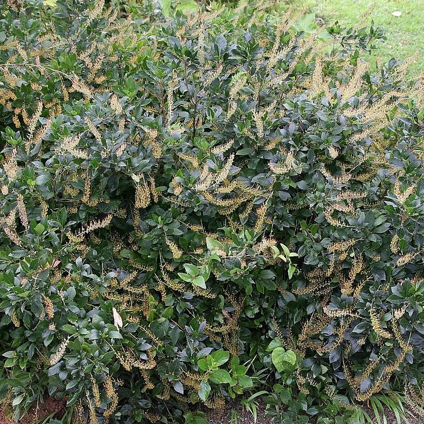 Clethra alnifolia - Hummingbird Summersweet