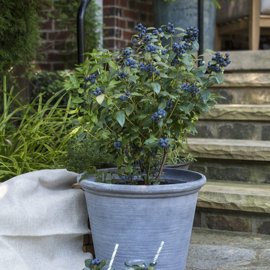 Vaccinium - Bushel and Berry® Perpetua® Blueberry