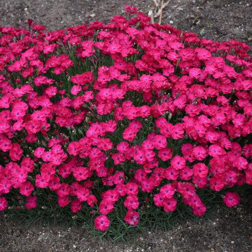 Dianthus - Paint the Town Red Dianthus