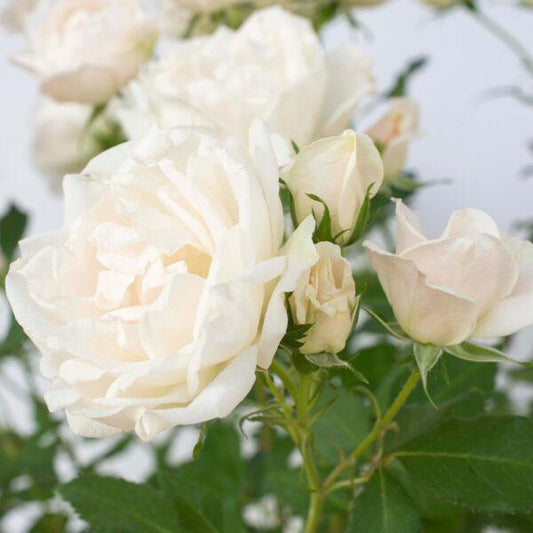 Rosa 'Meiradena' - Icecap™ Rose