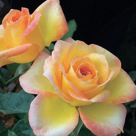 Rosa - Gold Medal® Rose