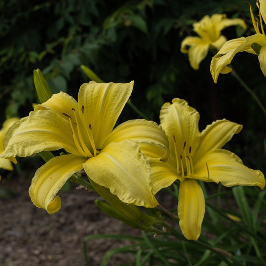 Hemerocallis - Hyperion Daylily
