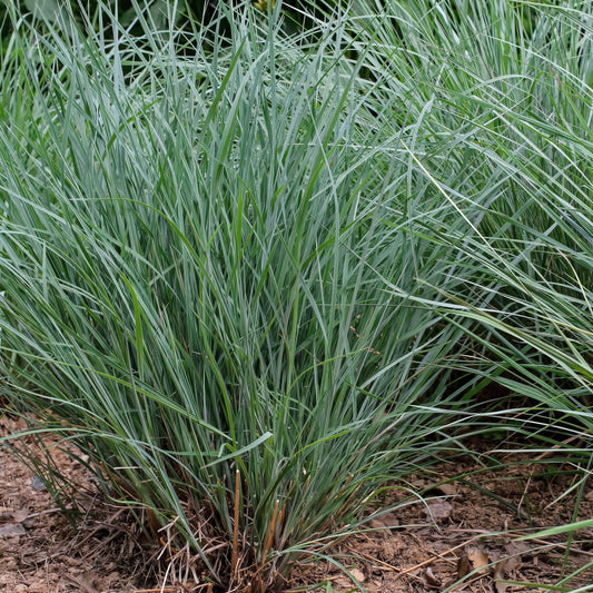 Schizachyrium scoparium - Twilight Zone Little Bluestem