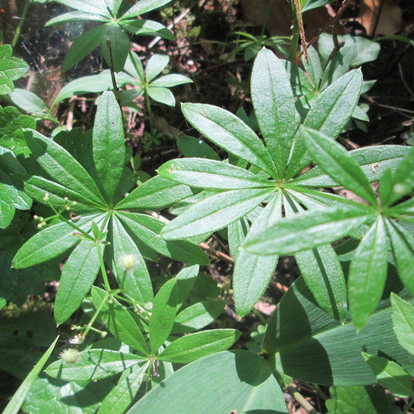 Galium odoratum - Sweet Woodruff