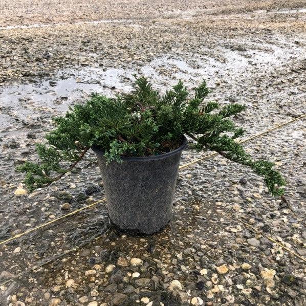 Juniperus horizontalis 'Wiltonii' - Blue Rug Juniper