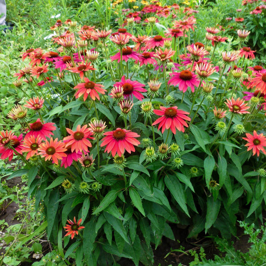 Echinacea - Sombrero® Tres Amigos Coneflower