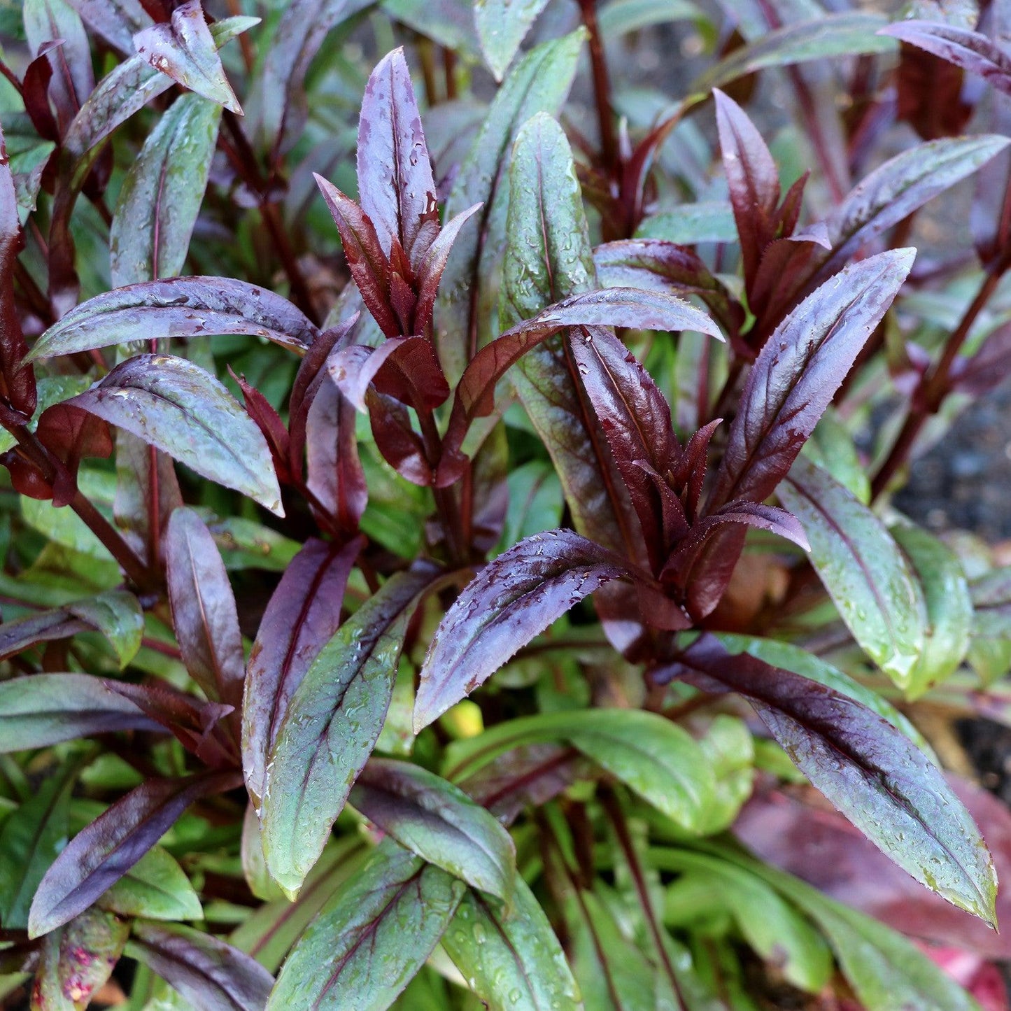 Penstemon digitalis - DAKOTA™ Burgundy Beardtongue