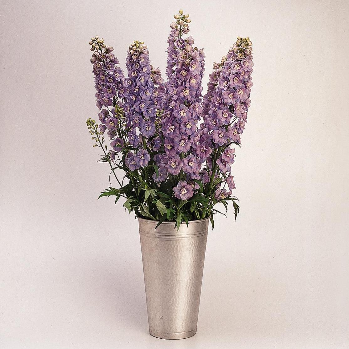 Delphinium elatum - Guardian Lavender Delphinium