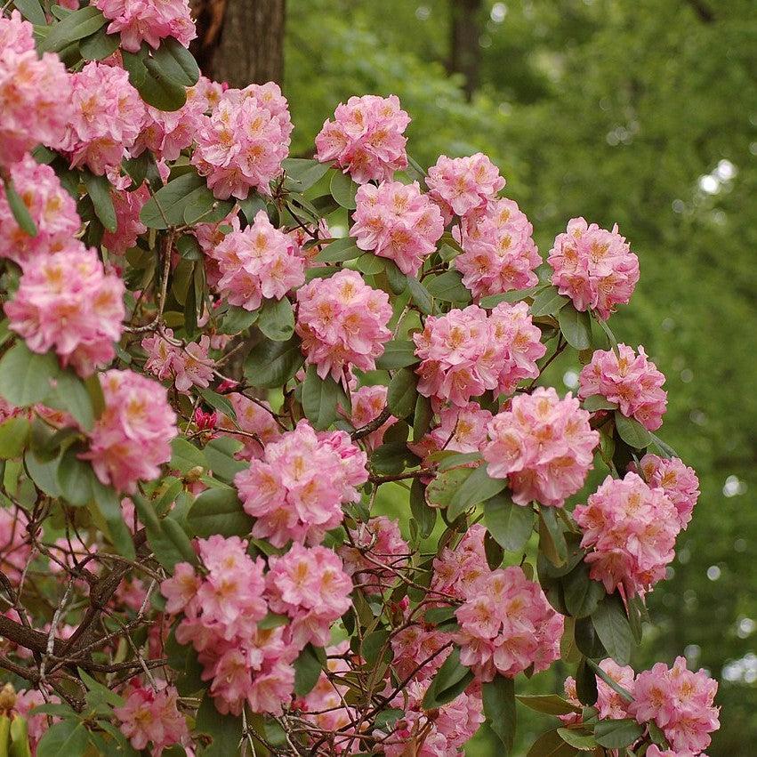 Rhododendron - Scintillation