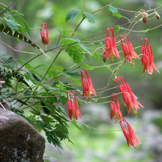 Aquilegia canadensis - Wild Columbine