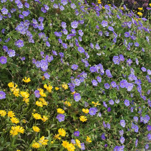 Geranium - Rozanne Cranesbill