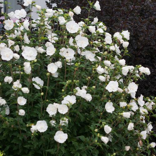 Hibiscus syriacus - White Chiffon® Rose of Sharon