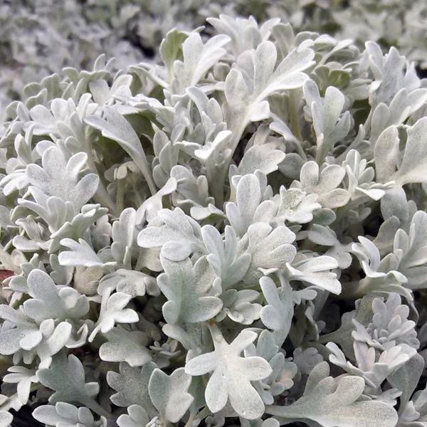 Artemisia - Silver Brocade Artemesia