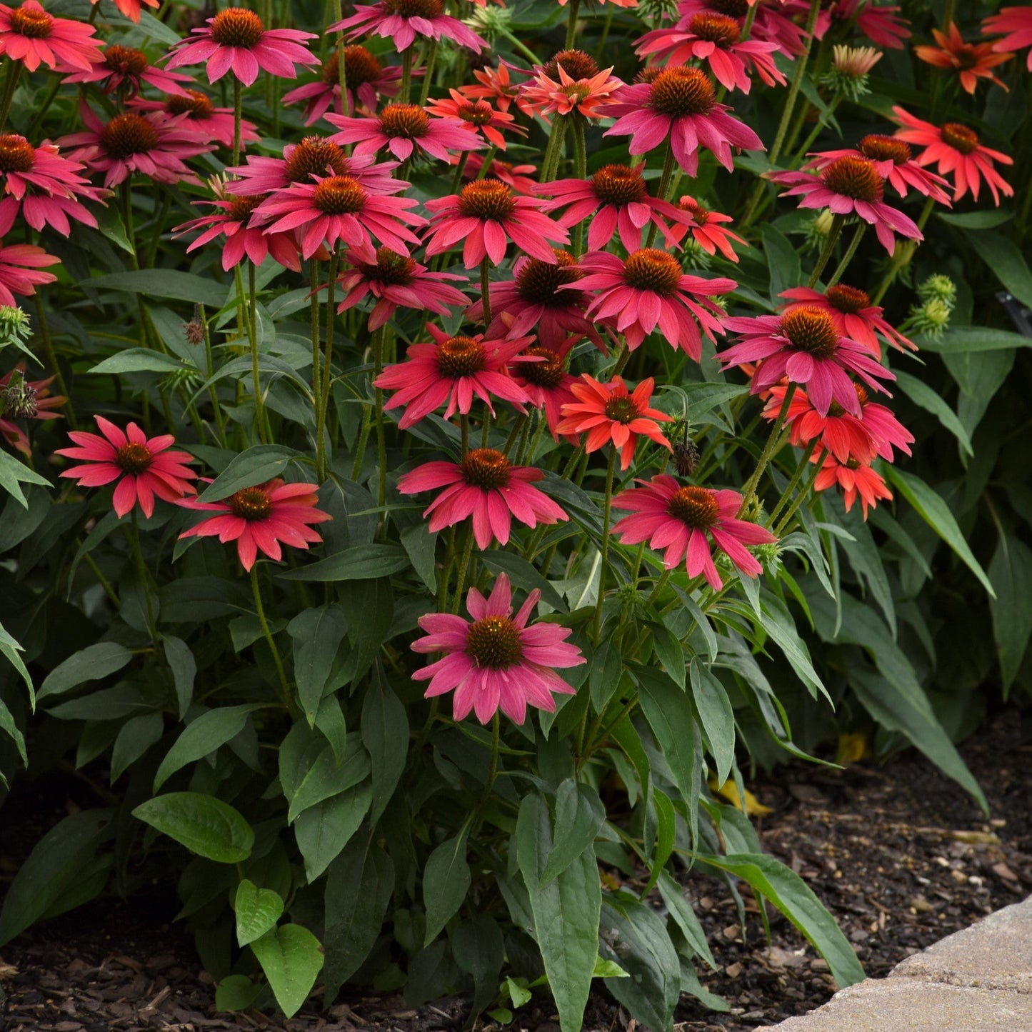 Echinacea - Sombrero® Tres Amigos Coneflower