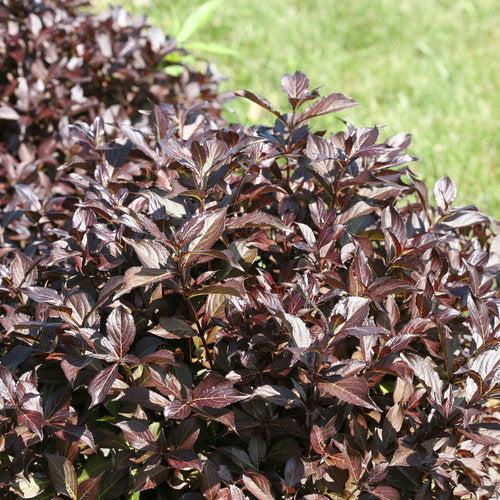Weigela florida - Midnight Wine Shine® Weigela
