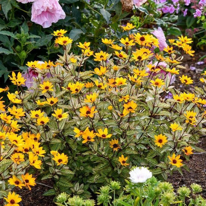 Heliopsis helianthoides 'Touch of Blush' - Touch of Blush False Sunflower