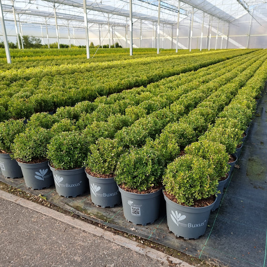 BetterBoxwood® Renaissance™ Boxwood