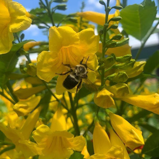 Tecoma x - Chicklet® Gold Trumpet Bush