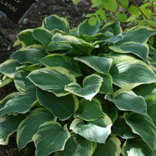 Hosta x - Tambourine Hosta