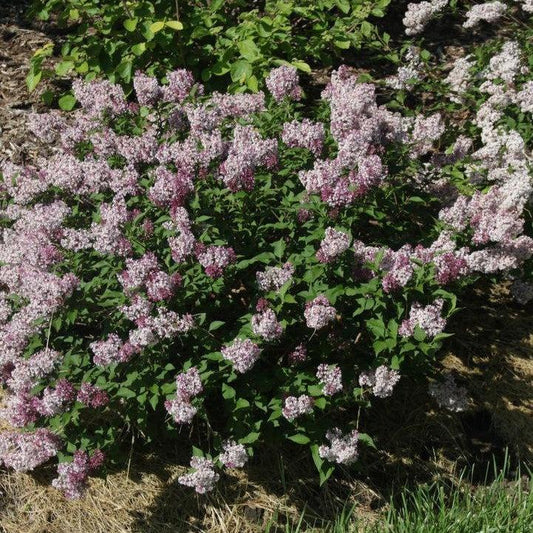 Syringa x - Baby Kim® Lilac