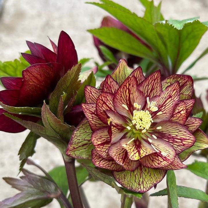Helleborus - Honeymoon® Childhood Sweetheart Lenten Rose