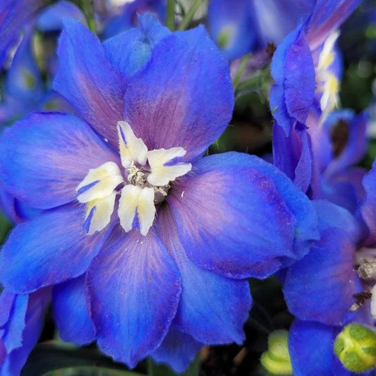 Delphinium x - Cobalt Dreams Delphinium