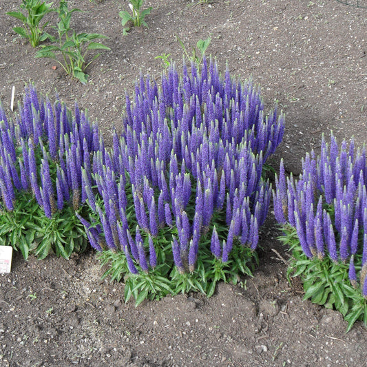 Veronica spicata 'Glory' - Royal Candles Speedwell